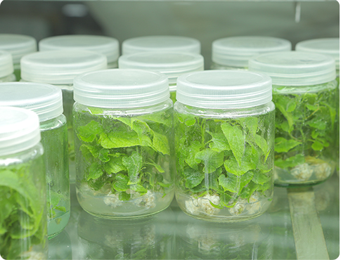 Monk Fruit Seedling Tissue Culture Laboratory