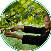 Monk Fruit Collection - WISC Biotech Co.,Ltd.