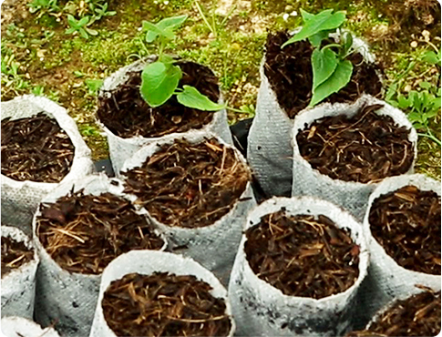 Refined Monk Fruit Tissue Seedlings Nursery