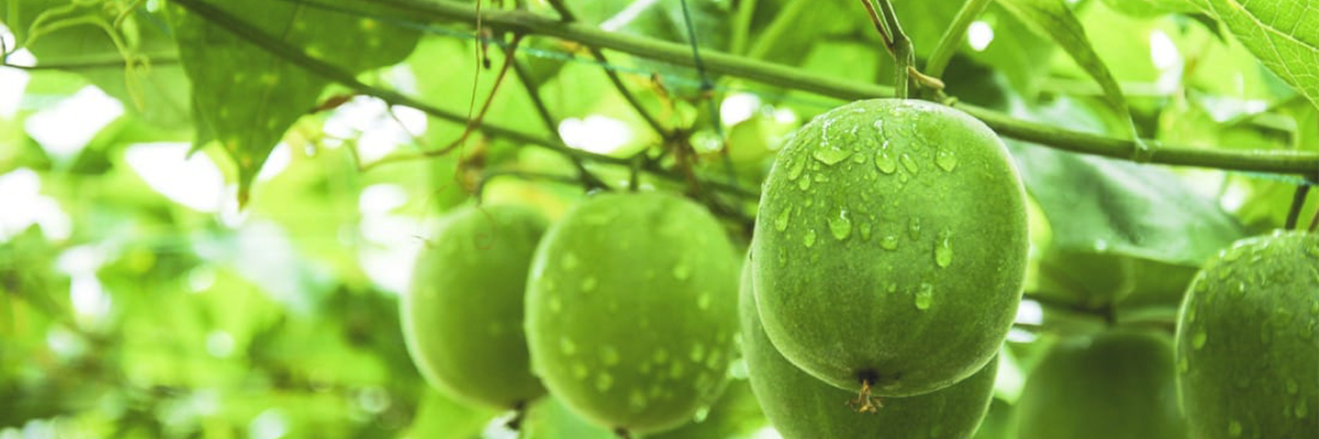 Nutritional Supplements Raw Materials Manufacturer