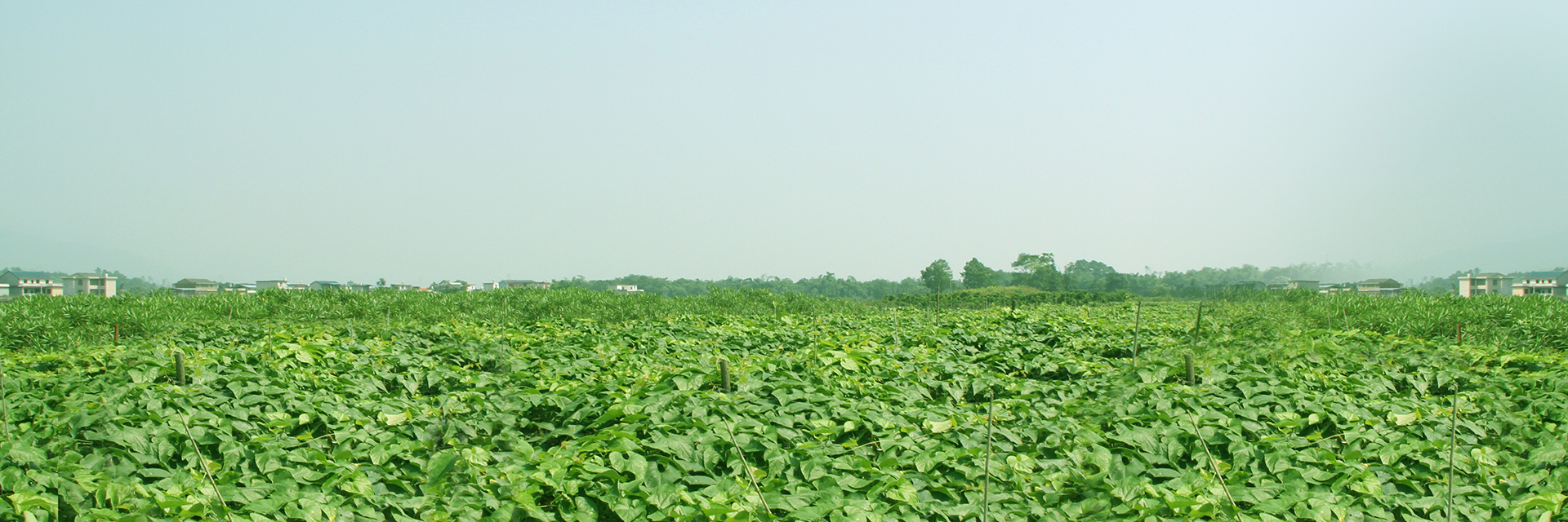 Integrated Monk Fruit Industry Chain - WISC Biotech Co.,Ltd.